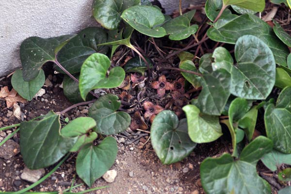 四弁のカンアオイの花が咲いていた 登山道の管理日記
