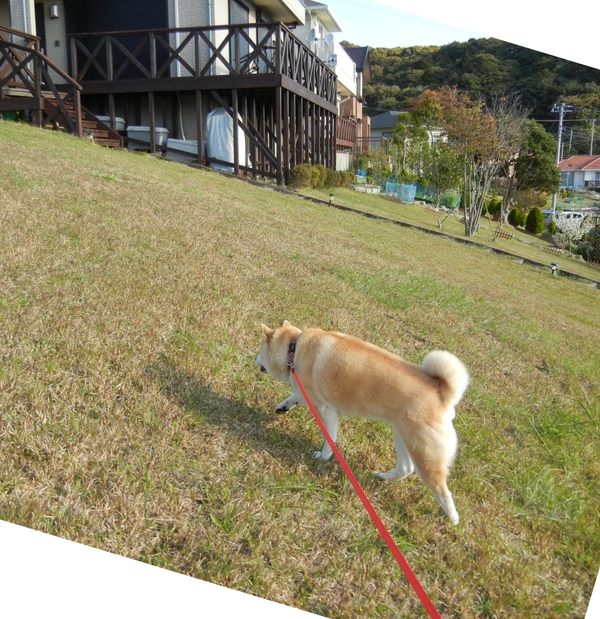 ’13,4,13(土)お外に出してニャ~!_f0060461_1041621.jpg