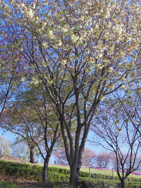 PENTAX Q　で撮る猫集会と芝桜とうこん桜 #photo #japan #pentax #pentaxq _c0153764_12242572.jpg