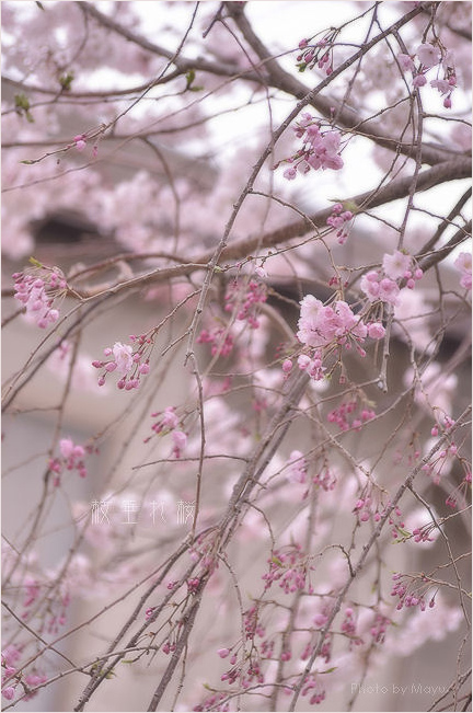 *枝垂れ桜*_c0044166_161707.jpg