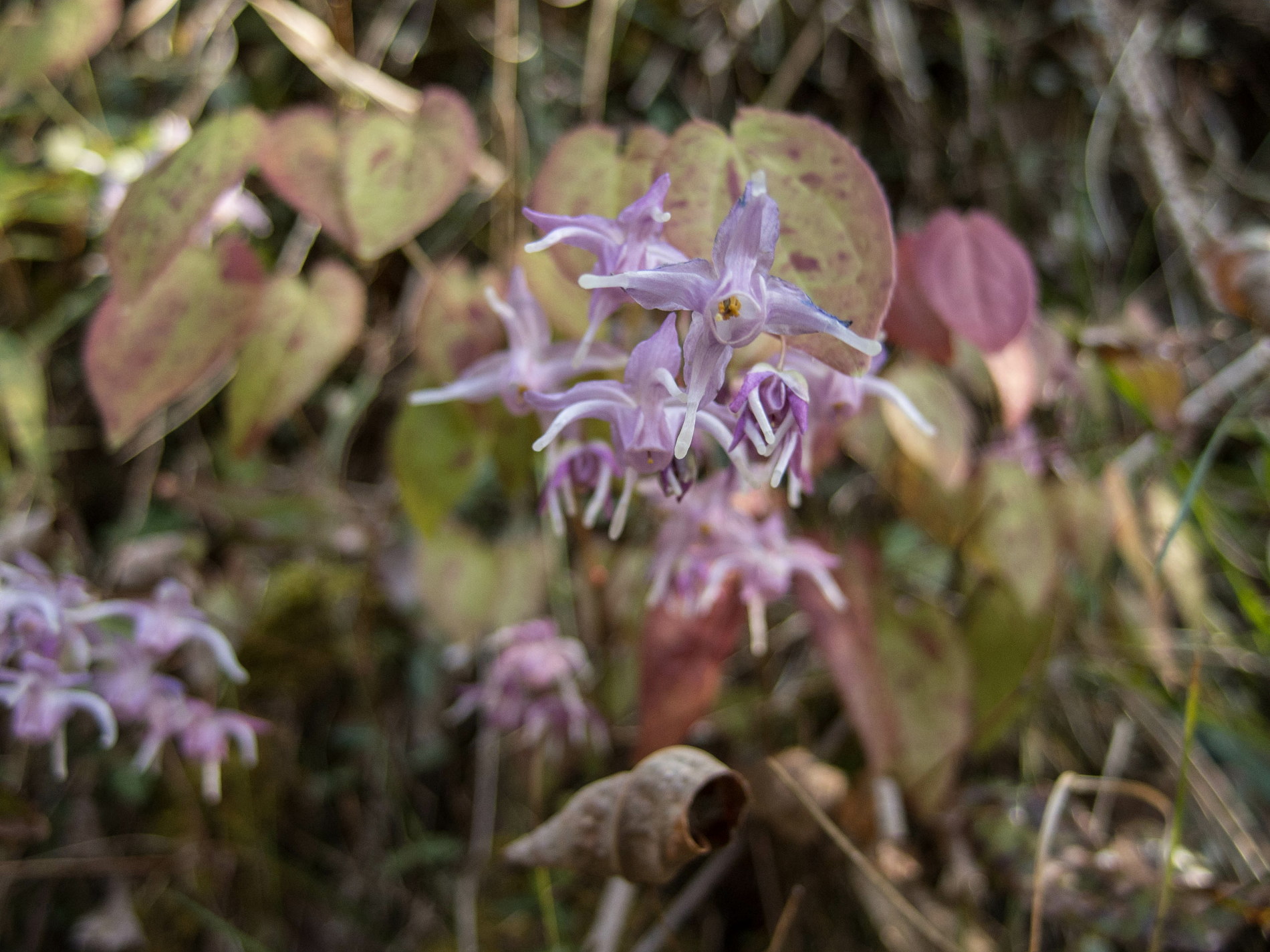 散歩道の春の花々をXZ-2で撮る_e0015567_1833987.jpg