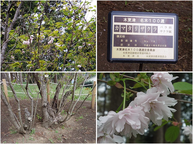 平野山高蔵寺　Ⅱ（坂東30番）_f0214467_963049.jpg