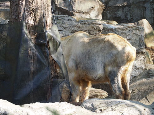 キンタツー一家の食事風景_f0253769_22165693.jpg