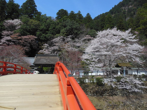 奈良桜を求めて・・・_e0040673_1857033.jpg
