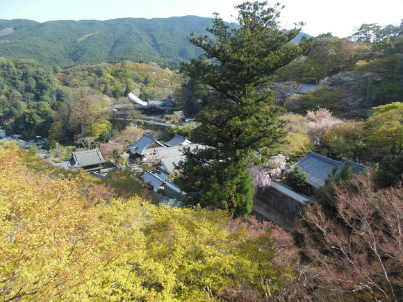 奈良桜を求めて・・・_e0040673_19164494.jpg