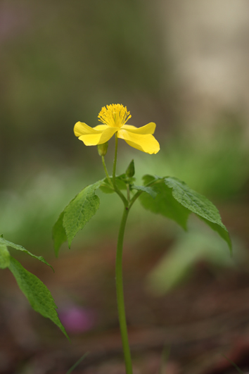 里山に咲く花_c0259677_1535791.jpg