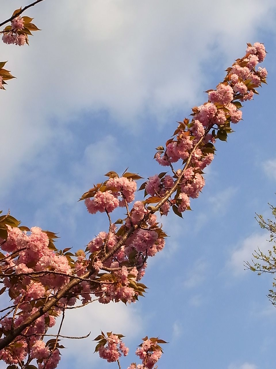 桜のおわり_e0267677_7351460.jpg