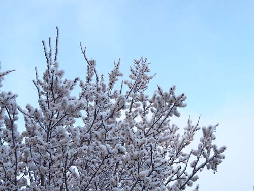 春の雪_a0224382_1312184.jpg