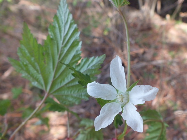 ４月１１日　大久保山～神領山～蜂城山で見られた花_e0145782_18152593.jpg