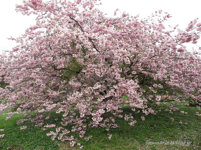 お花見の時季は_c0186684_517657.jpg