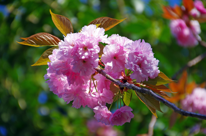 雑記 332 八重桜_d0016587_18132439.jpg