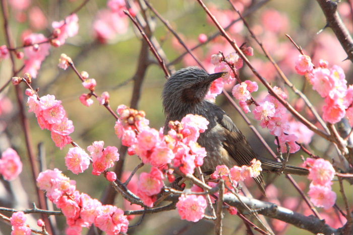 2013年3月12日　植物園　ヒヨドリとウメ_c0241488_23493212.jpg