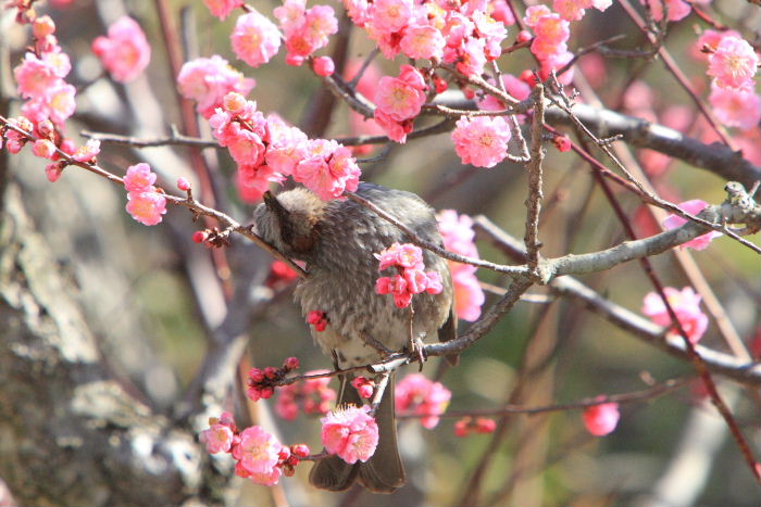 2013年3月12日　植物園　ヒヨドリとウメ_c0241488_23495090.jpg