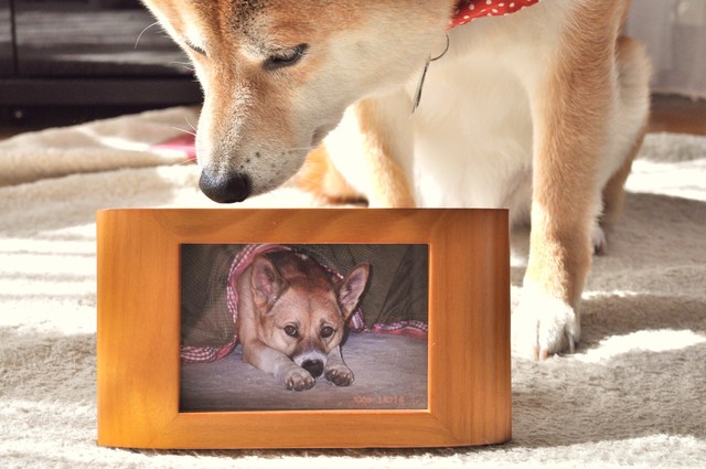 犬の遺言 かぼすちゃんとおさんぽ