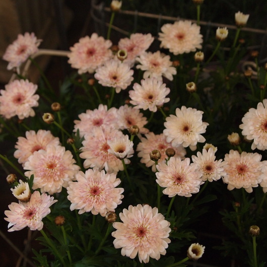どちらがお好みですか?_a0292194_20291174.jpg