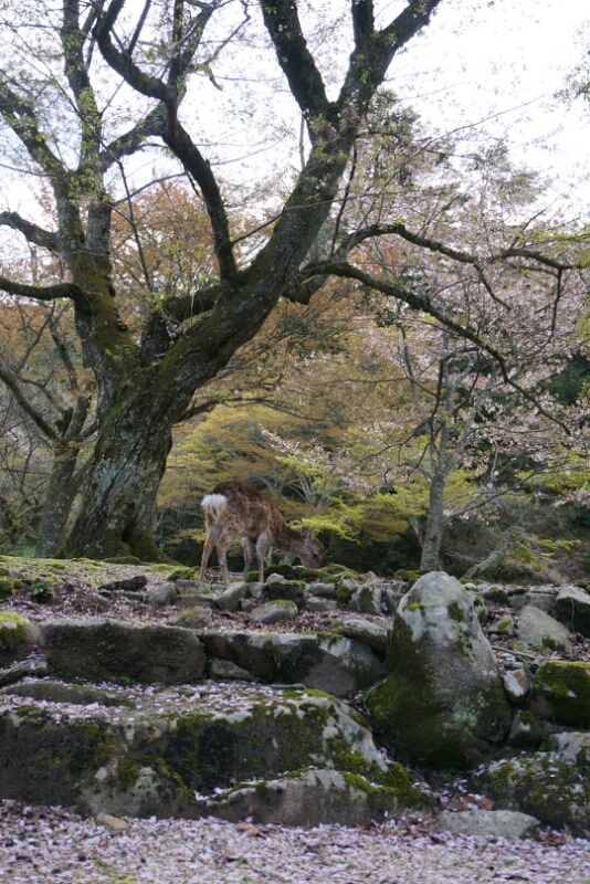 宮島ラスト大聖院25.4_e0126094_18462028.jpg