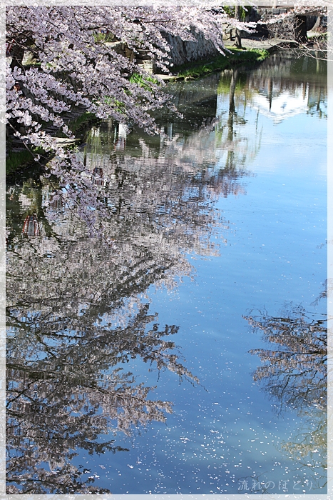 今日の桜－初々しく－_b0166896_23394975.jpg