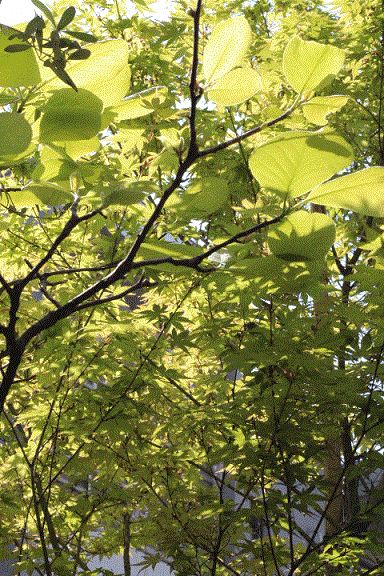 b0255896_23335620.gif