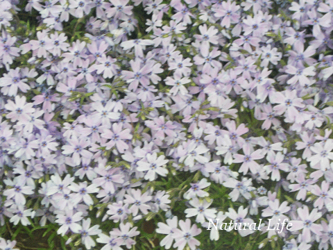 b0162000_5192127.gif