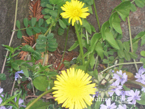 b0162000_520214.gif