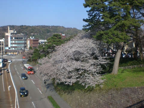 桜_c0201302_238382.jpg