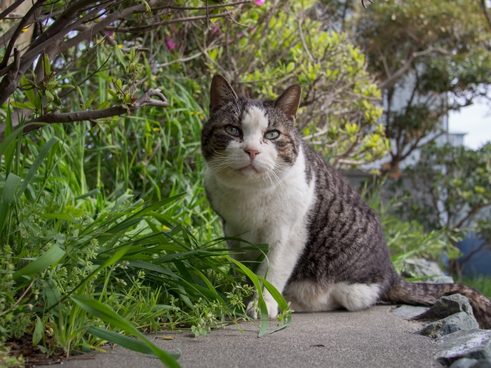 江ノ島の猫　2013/04/14_a0114003_15574353.jpg