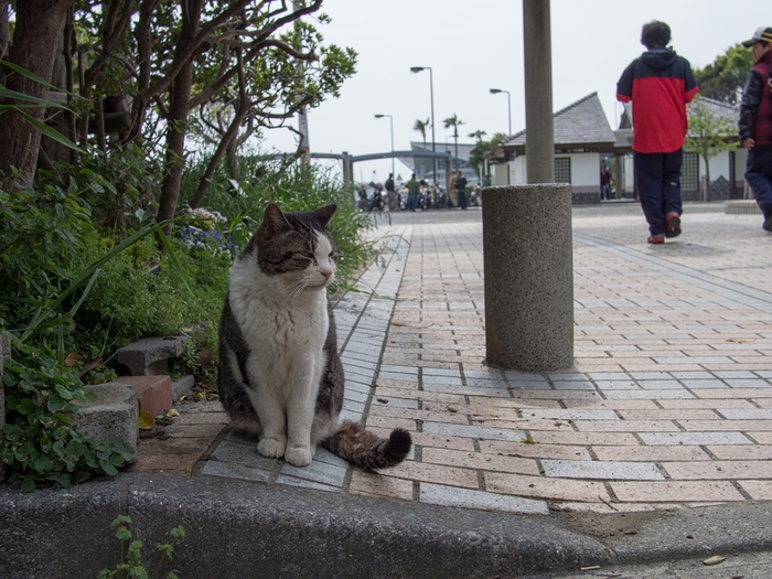 江ノ島の猫　2013/04/14_a0114003_1558375.jpg