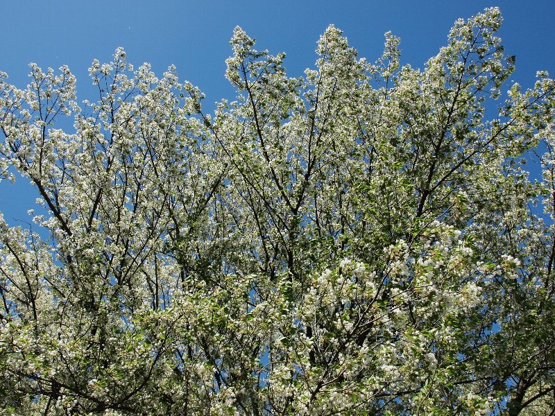 昭和記念公園の桜　４月７日編_b0231705_18575857.jpg