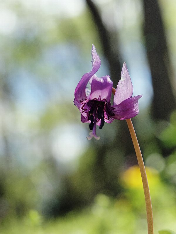 カタクリの花　ラスト_b0231705_1995656.jpg