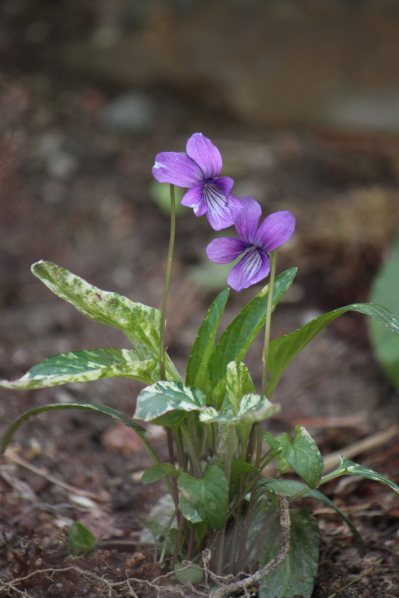 庭の花々　４月１４日に咲いていた花々_d0001008_13483376.jpg