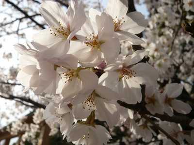 奈良散歩＊鹿と桜と氷室神社_f0221708_1595082.jpg