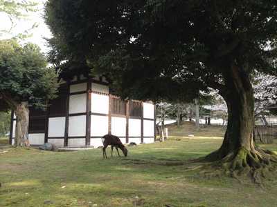 奈良散歩＊鹿と桜と氷室神社_f0221708_16565.jpg