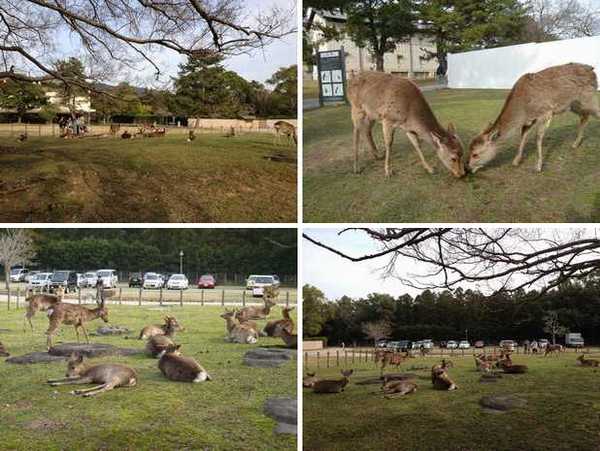 奈良散歩＊鹿と桜と氷室神社_f0221708_182525.jpg