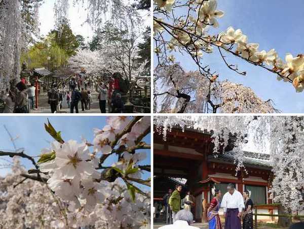 奈良散歩＊鹿と桜と氷室神社_f0221708_20776.jpg