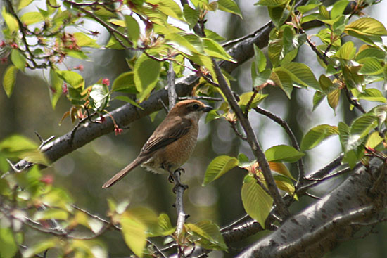 天然記念物のニホンサクラソウを再度。野鳥モズ_e0255509_20205462.jpg