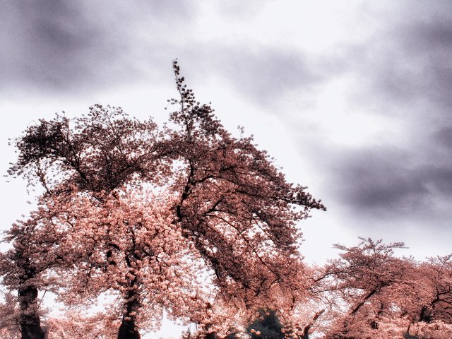 桜の終焉_c0071611_14234517.jpg