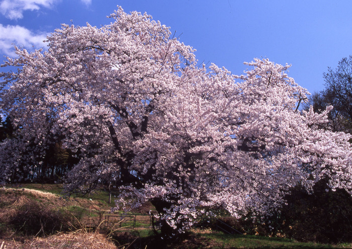 秋山の駒桜 福島県伊達郡川俣町 日々の風景