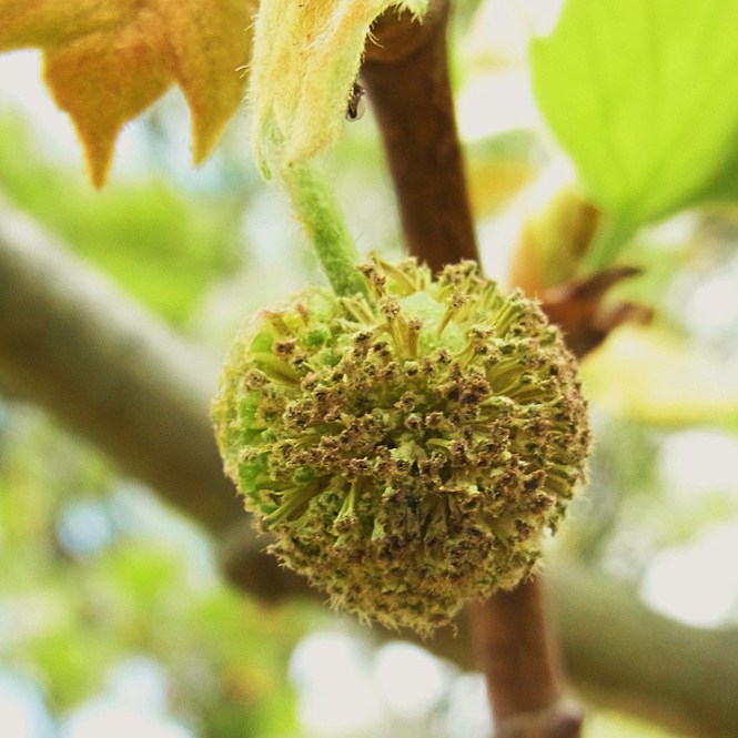 プラタナスの花 樹木見て歩き