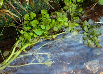 c0204725_2252117.jpg
