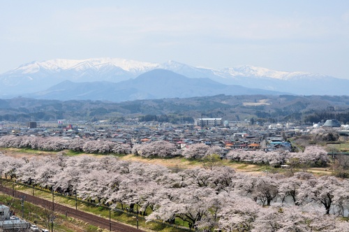 桜まつり_a0248728_22184777.jpg