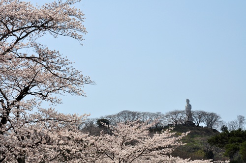 桜まつり_a0248728_2222579.jpg