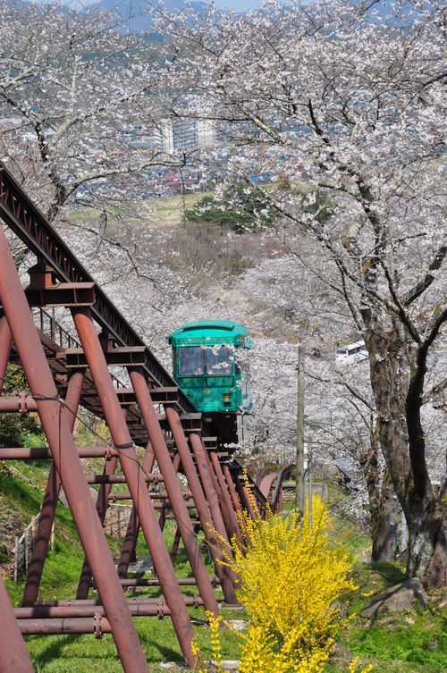 桜まつり_a0248728_22244684.jpg