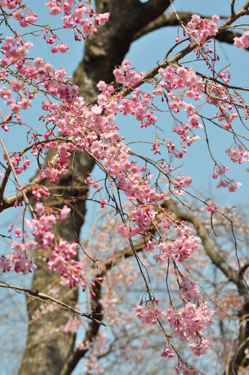 桜まつり_a0248728_2237020.jpg