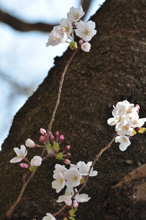 桜まつり_a0248728_22473241.jpg