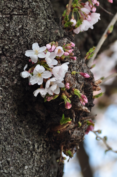 桜まつり_a0248728_2250179.jpg