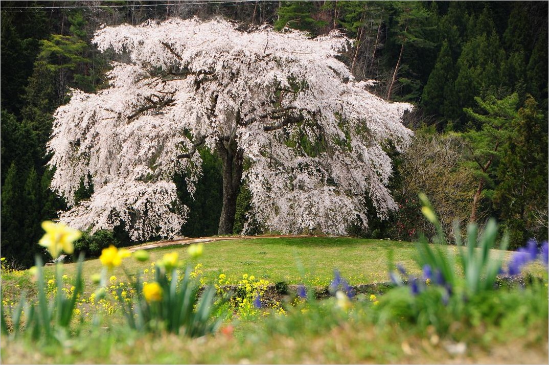 ■■ Sakura 2013 　　ぷち総集編_c0152332_1747332.jpg