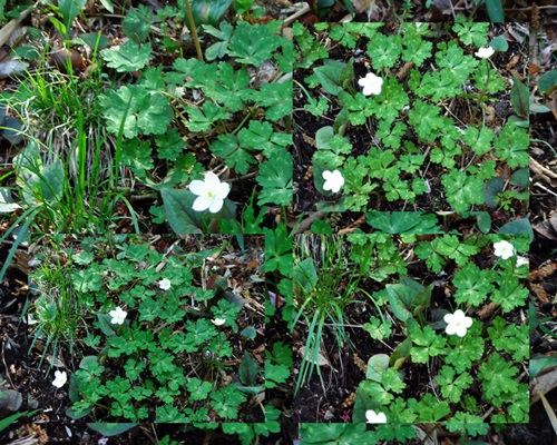 d0037233_97211.jpg