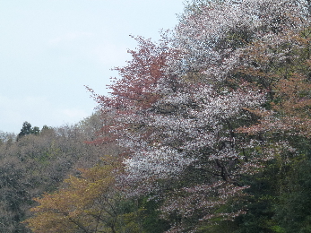 2013/4/14　四条畷　飯盛山ハイク_b0217643_1846295.jpg