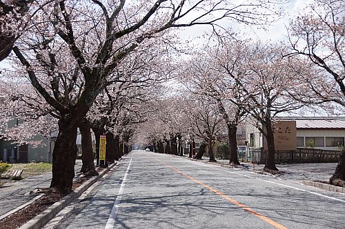 夜ノ森の桜_f0174743_2043196.jpg