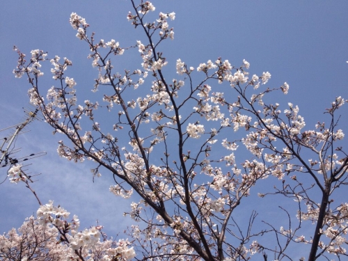 桜_a0063845_1301542.jpg